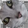 котя котька