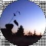 Вікторія Забродець