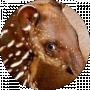 alexamanga