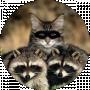 Tom Tomson
