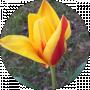 flower ved