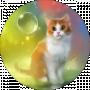 Семейка cat