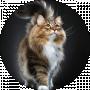 Cat Fluffy