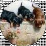 Lana Slavna