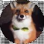 Foxy Foxy