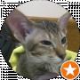 Котик Мур Мяу