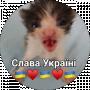 VLXD