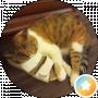 Kittieh