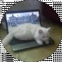 R “WhiskasOnline” S