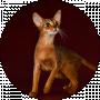 Abyssinian cattery RANDEVU