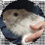 Саша Фірчук