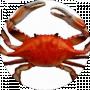 Crazy Crab