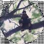 Dmytro