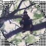 Dmytro