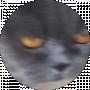 котік котофейчик