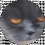 котік котофейчик