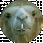 _ Barannik