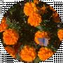 Juliett Ff_a