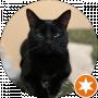 Black Cat