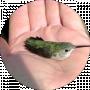 Mossliver