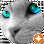 n-koshka Murmur