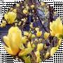 Зорін Зорін