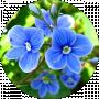 Liliia