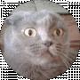 Mr lonton