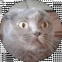 Mr lonton