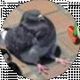 Dima Golub