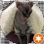 Абрикос Абрикосовий