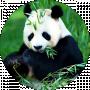 Panda Bear