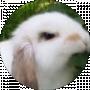 AngryBunni