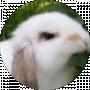 AngryBunni