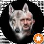 wolfdog live
