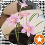 Наталія