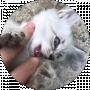 Лев Лев
