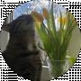 Nastia Cat