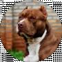 8 Pitbul