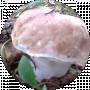 Lex Werliv