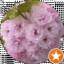 Sakura Honey