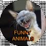 Funny Animals