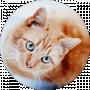 Cat Opivnich