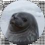 Ехидный Тюлень