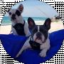 KUZA&LUNA Frenchie
