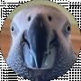 Lex Per
