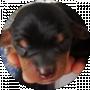 Animals TV