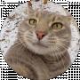 Владислава Зерук