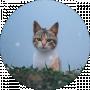 Anna Sydorova