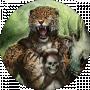 Jaguar ꑭ
